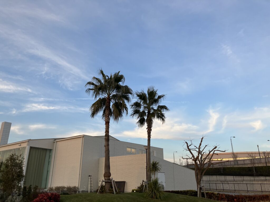 豊洲ぐるり公園内の樹木