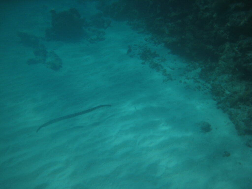 渡嘉敷島の海の海蛇