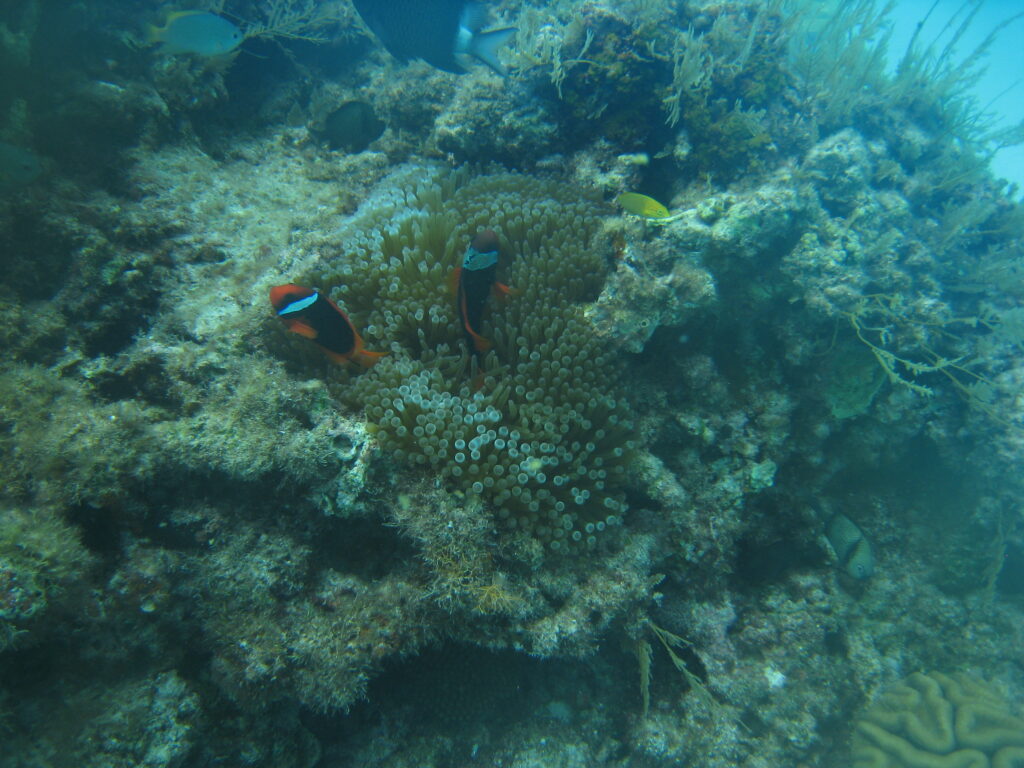 渡嘉敷島周辺のサンゴ礁