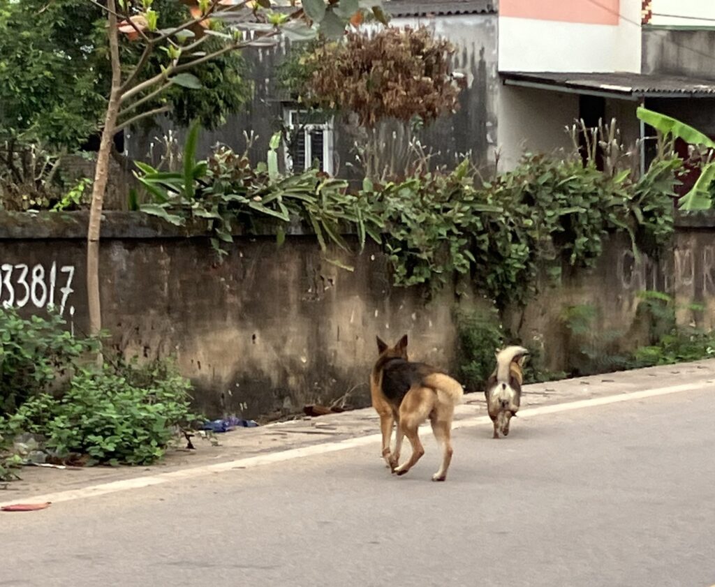 ベトナムの野犬