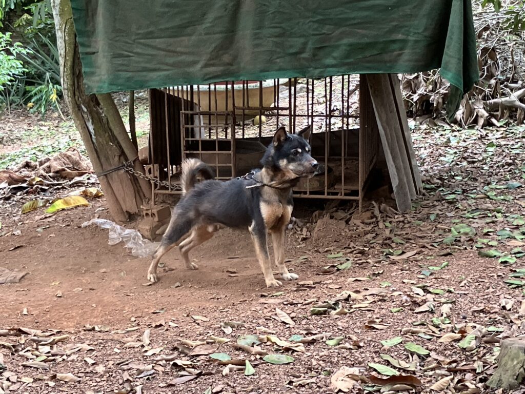 友人の祖父母宅の犬