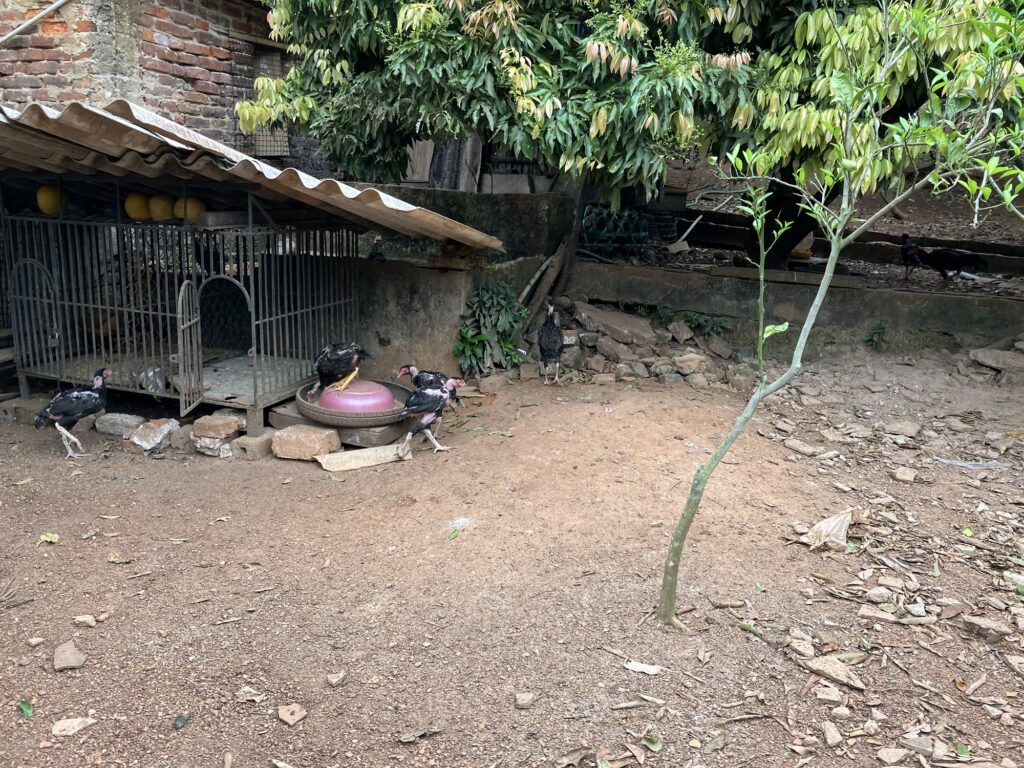 果樹園で放し飼いになっている鶏