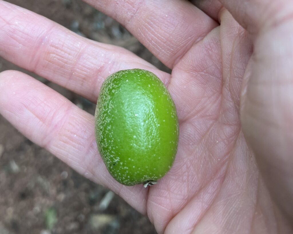 ベトナムの渋くて酸っぱい木の実