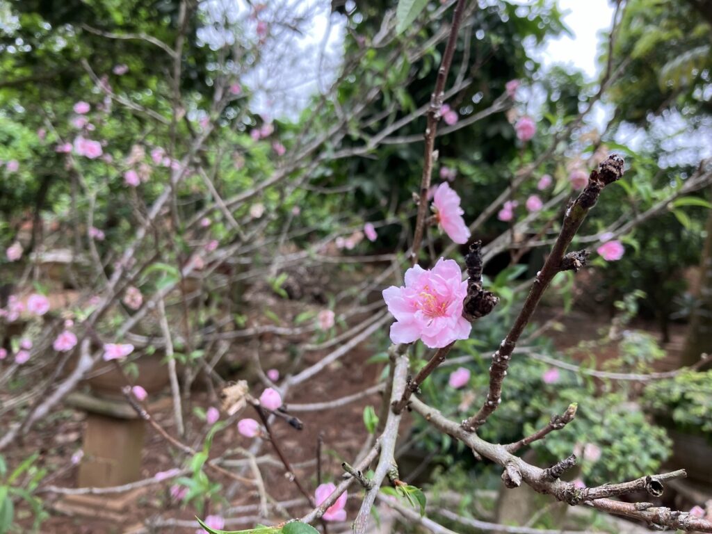 ベトナムの花