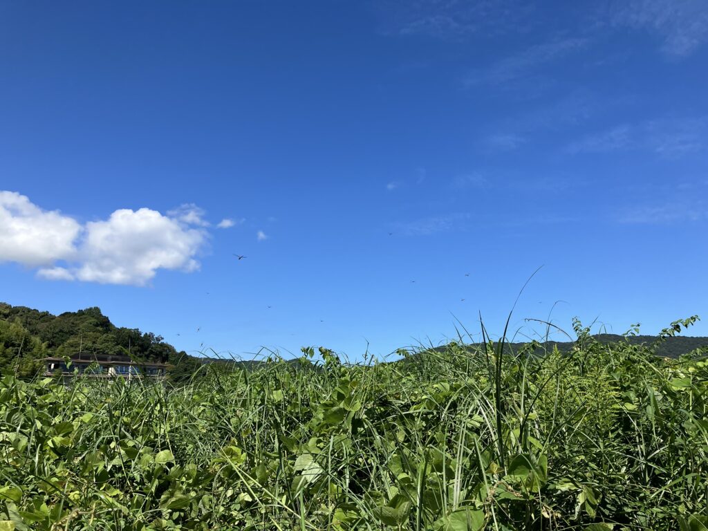 宇佐美の住宅地付近の植え込み