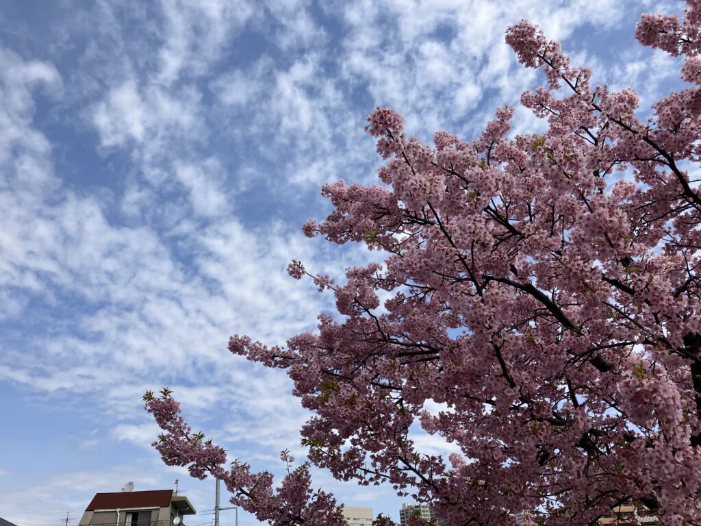 桜の木