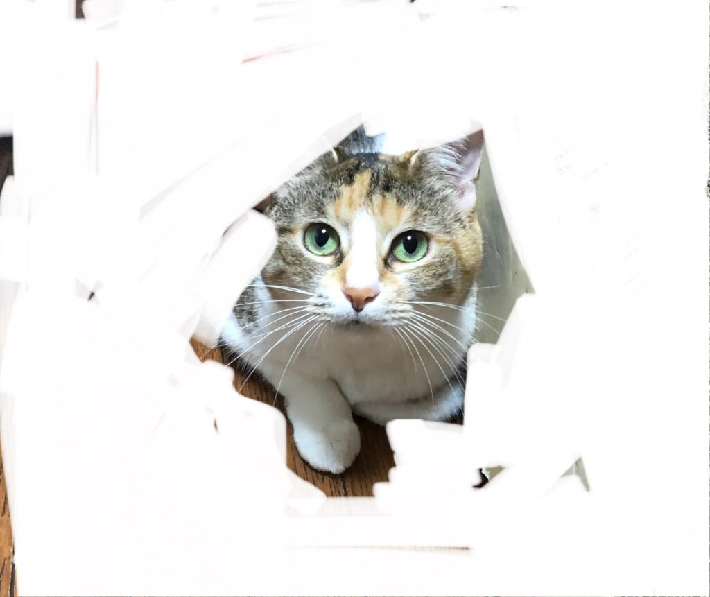 こちらを見つめる猫