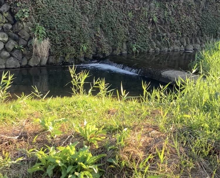 静岡県の宇佐美の川