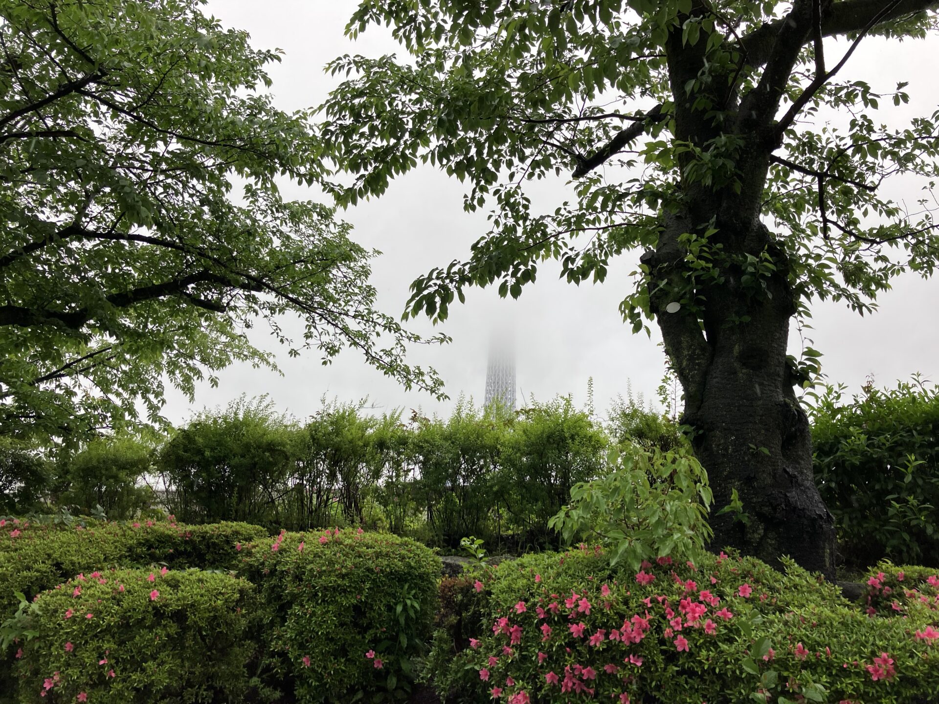 雨雲に隠れた東京スカイツリー